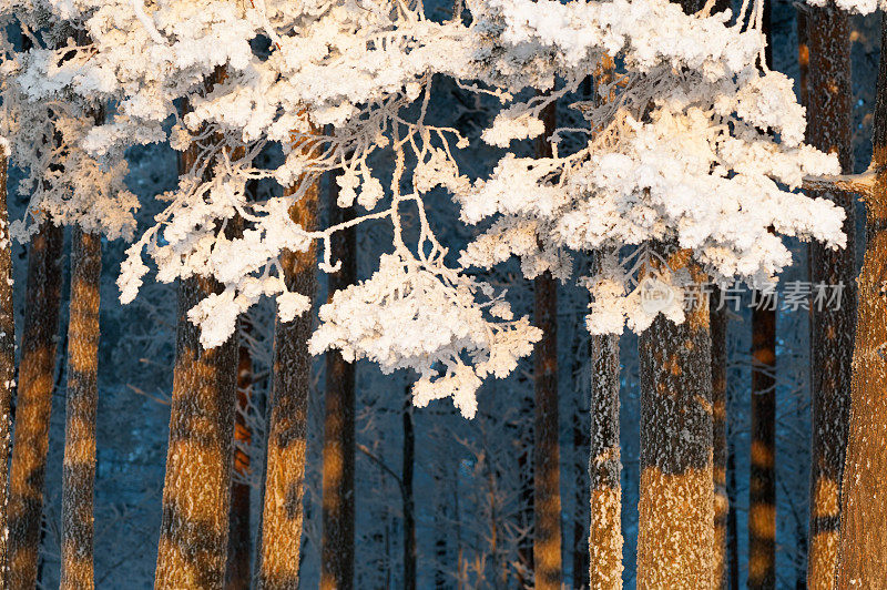 雪和霜覆盖着松树