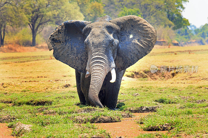 在赞比亚南卢安瓜国家公园，一头耳朵拍打的公象站在装满卷心菜的泻湖上