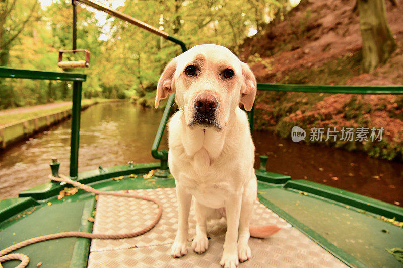 英国运河上的拉布拉多寻回犬