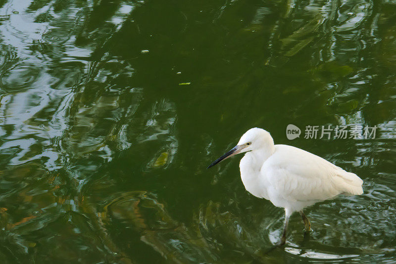 美丽的白鹭鸟，在公园的湖里钓鱼。