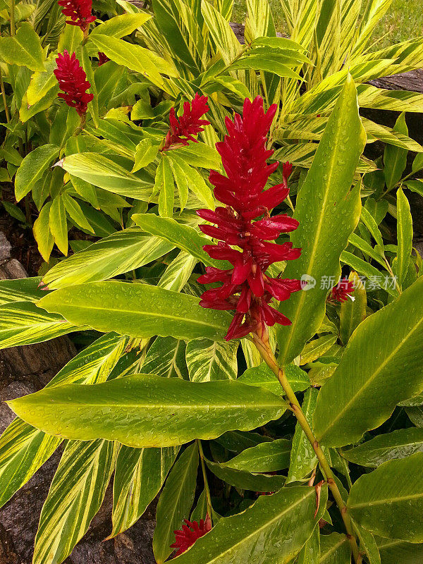 热带雨后开花的凤梨属植物