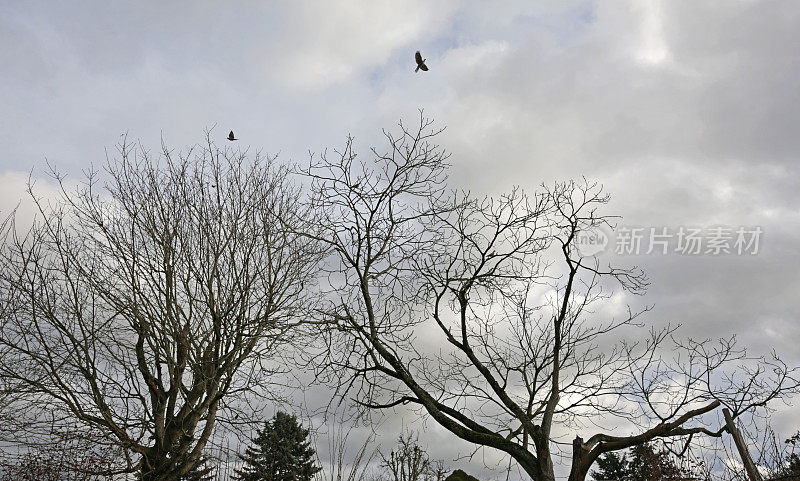 冬天，在加拿大不列颠哥伦比亚省，鸟儿飞过光秃秃的树