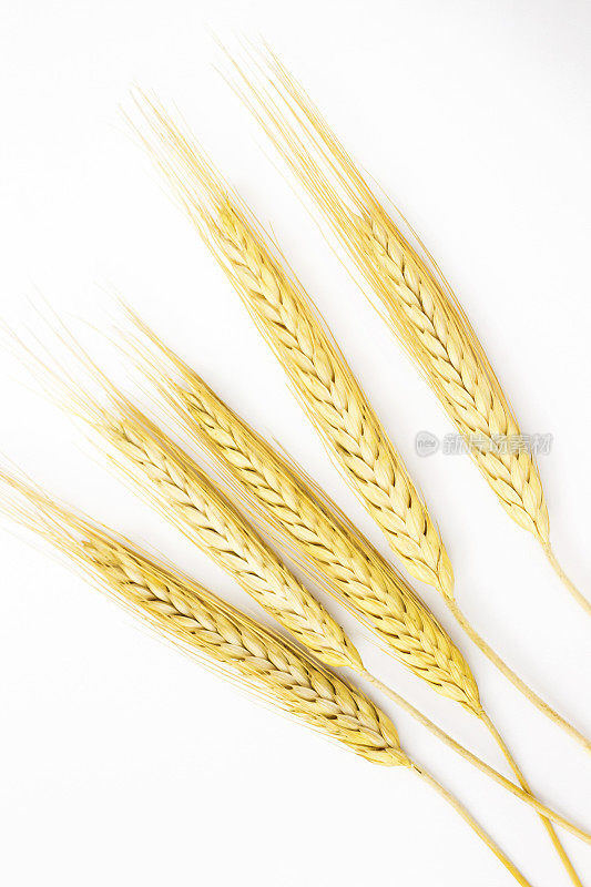 白色背景上的大麦小穗。俯视图