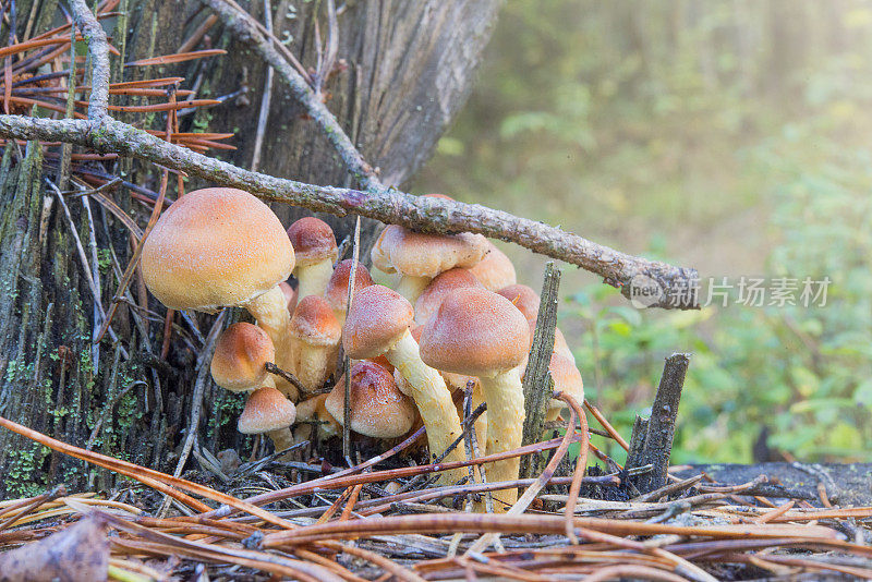秋天的蘑菇在森林里。