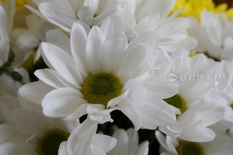白色的非洲菊的花
