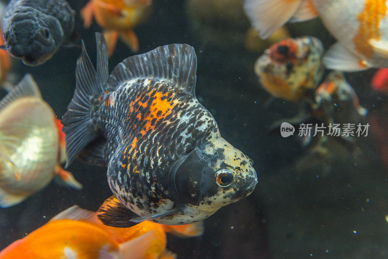 日本Ryukin金鱼在水池中游泳