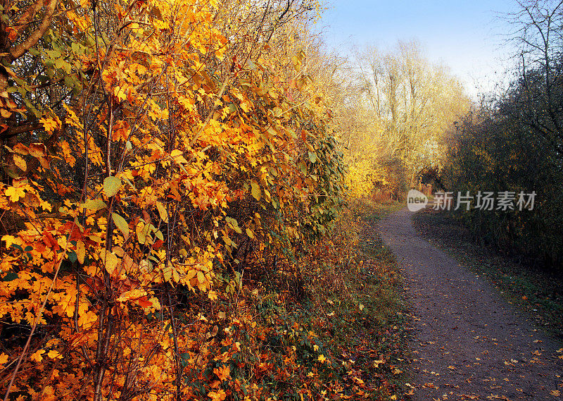 从小路上望去，穿过典型的英国乡村风景——绿树成荫的田园风光——在阳光明媚的日子里徒步行走风景郁郁葱葱