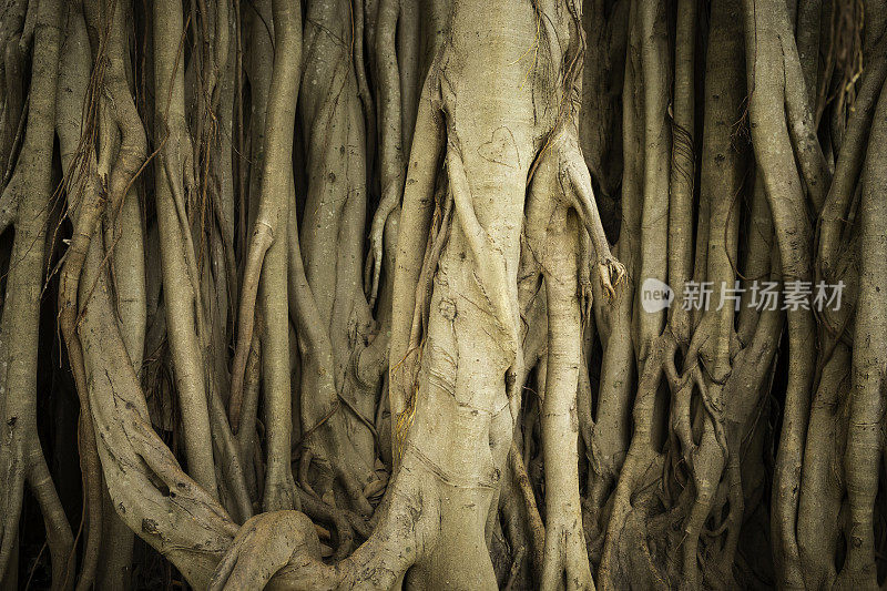 木兰树，斯里兰卡的一种历史悠久的大树