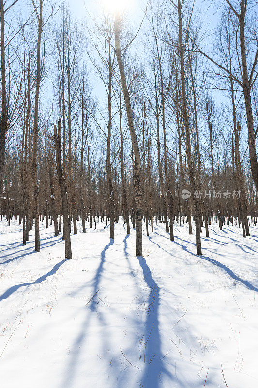 森林在冬天