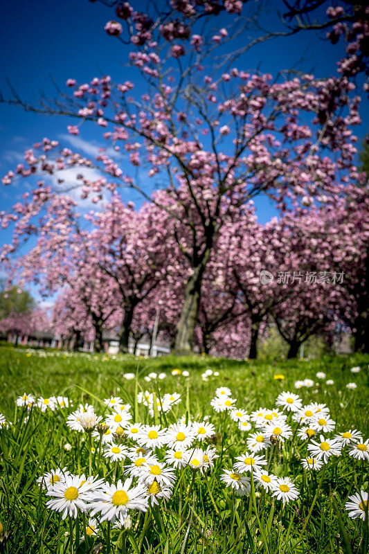 日本樱桃树上的雏菊花和樱花