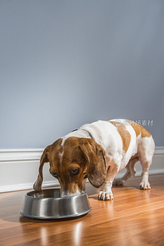 一只用不锈钢碗吃东西的腊肠狗——救援犬