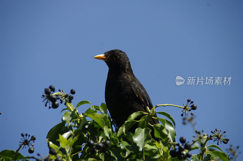 黑鸟寻找贝里斯