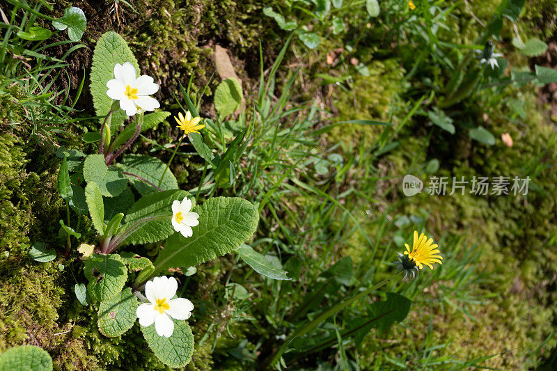 春天在英国乡村，花在树篱上