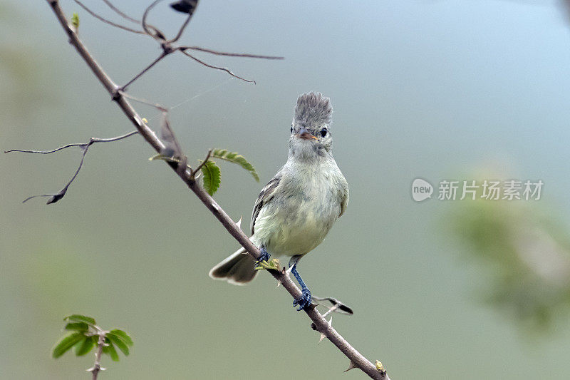 墨西哥圣布拉斯的北部无胡子Tyrannulet