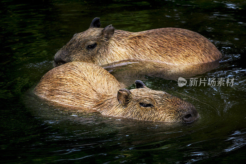 水豚在水中