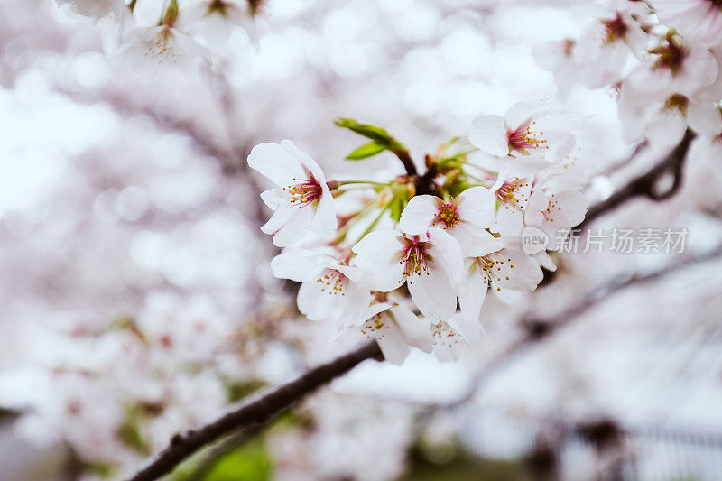 樱花特写照片