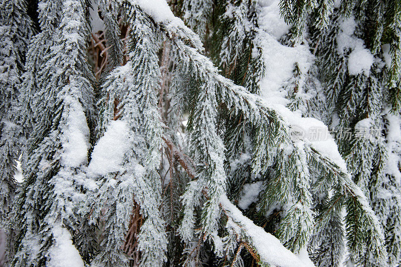 雪中的冷杉枝