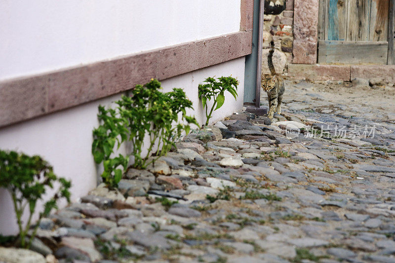 街上的猫