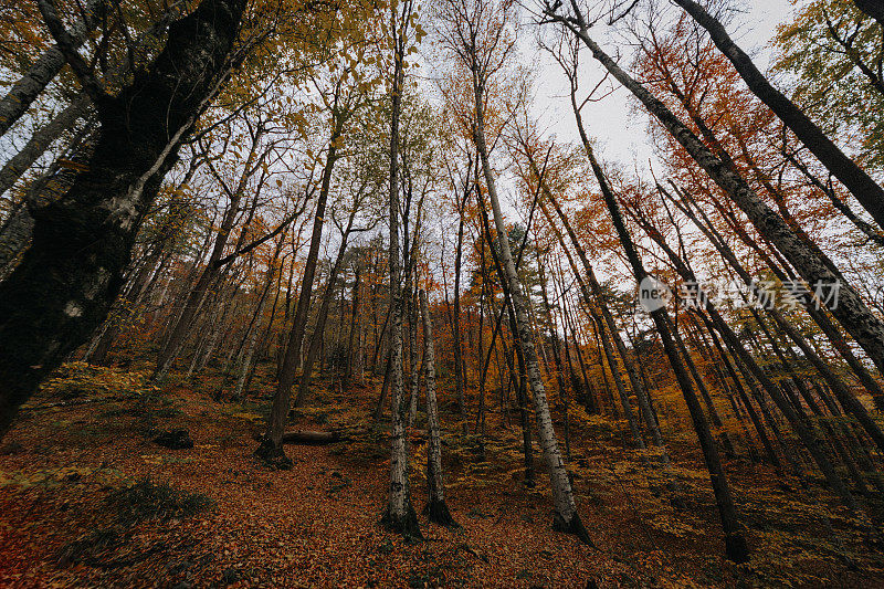 叶迪戈勒国家公园，秋天的景色。Bolu、土耳其