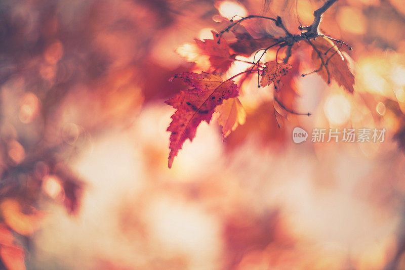 秋天的背景与变化的树叶和散景