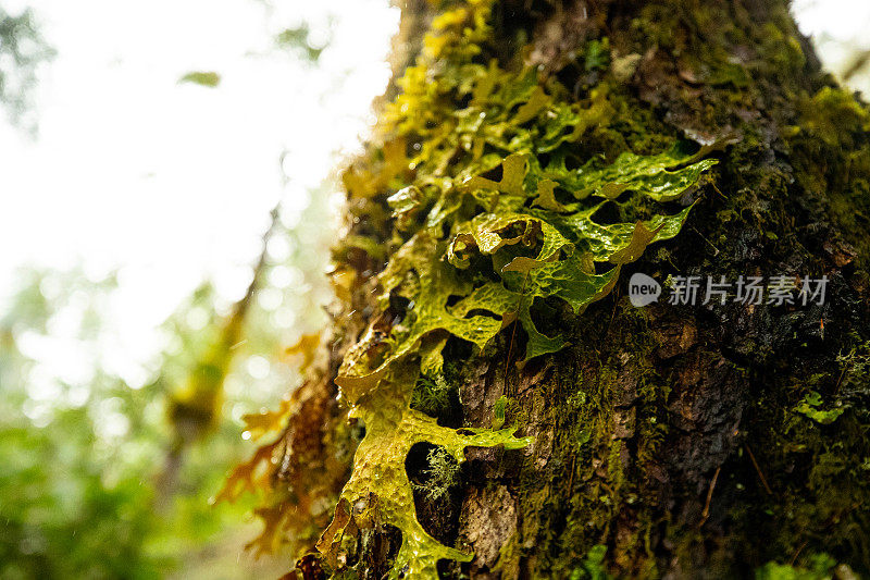 苔藓和地衣