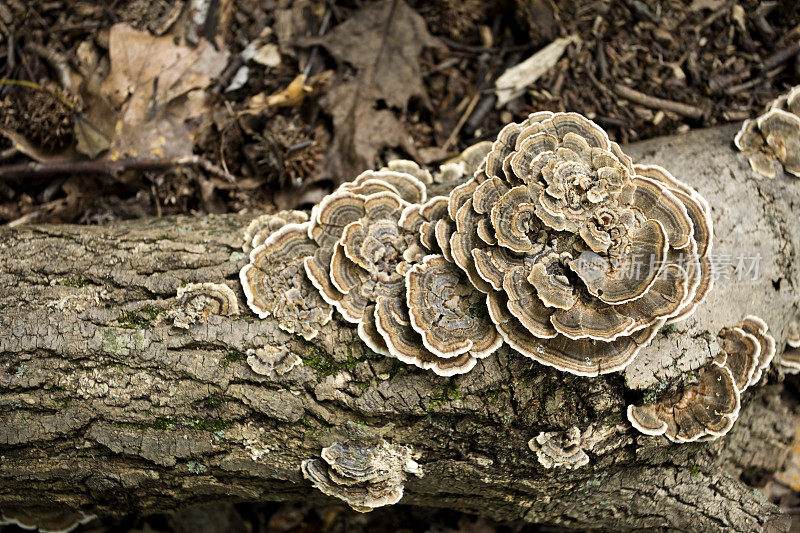 森林中的野生蘑菇生长在树桩上