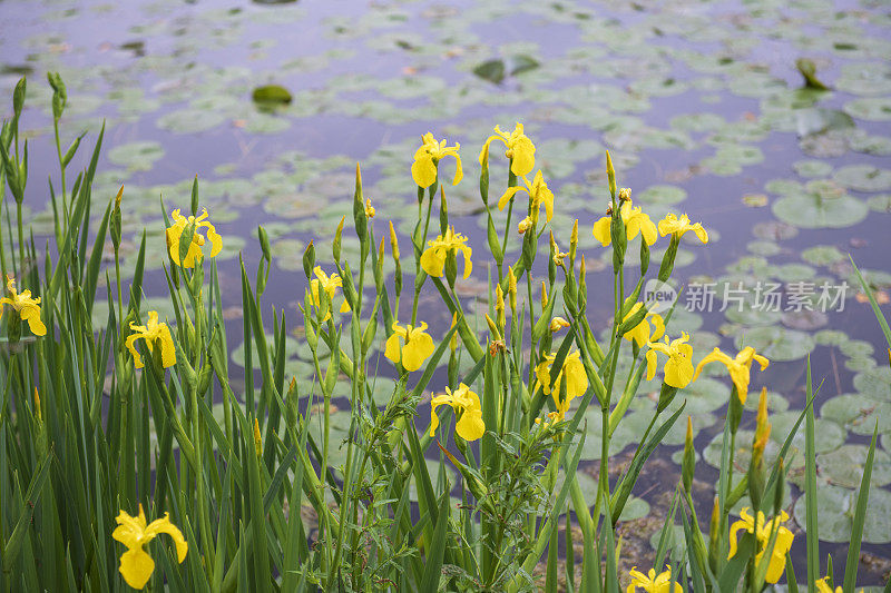 百合池塘边的黄色蝴蝶花