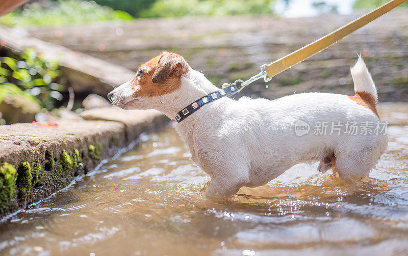 顽皮的小杰克罗素梗狗在瀑布中玩耍