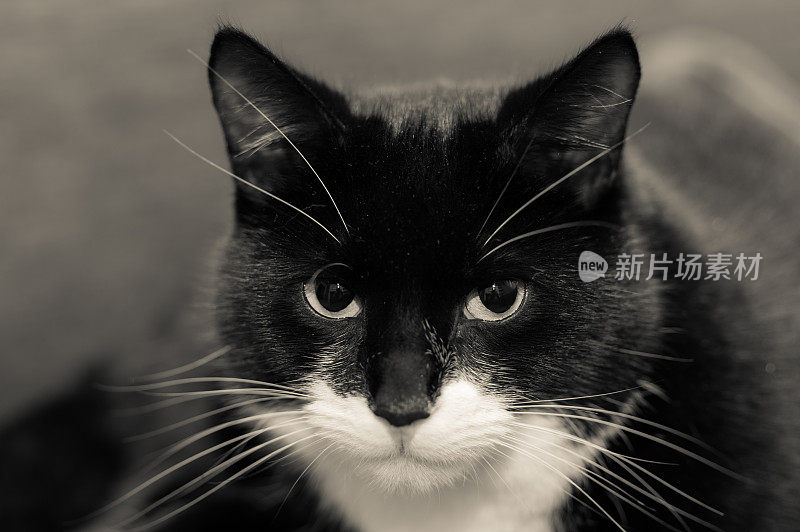 一只可疑的黑白相间的猫