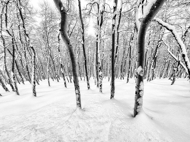 霜白杨树与新雪