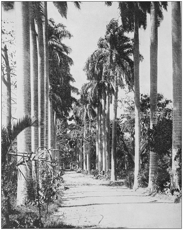 来自美国海军和陆军的古老历史照片:皇家棕榈大道