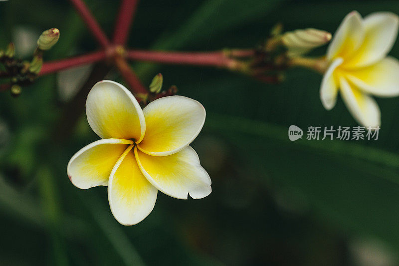 白鸡蛋花属热带花卉