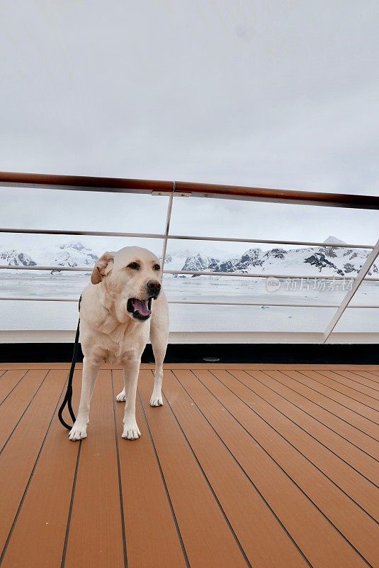 南极的拉布拉多寻回犬