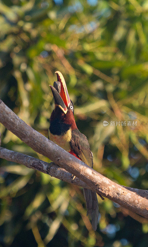 Aracari巨嘴鸟在巴西潘塔纳尔