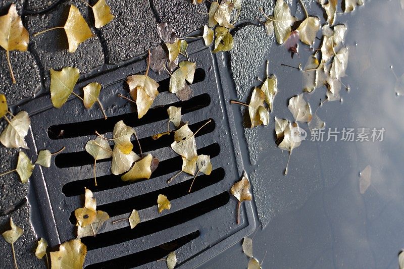 加拿大温哥华的秋叶雨水沟。