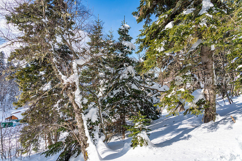 神奇的冬季山地自然景观:白雪覆盖的草地上，一棵小圣诞树，映衬着冬季的森林。拉各斯纳基，主要的高加索山脉，俄罗斯