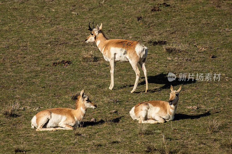 三只叉角羚在美国黄石公园休息