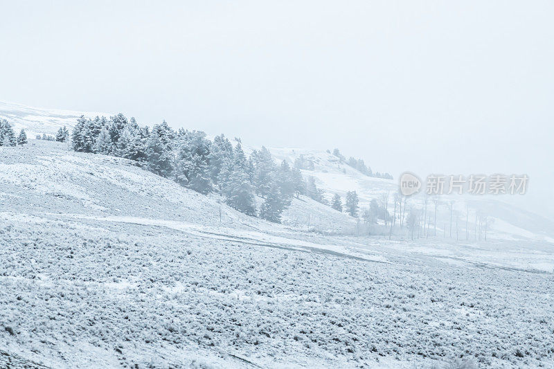 黄石公园五月的春景