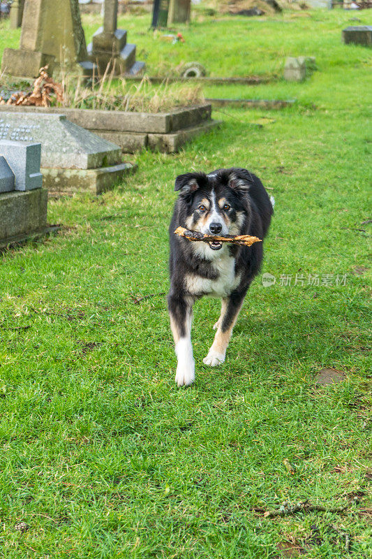 边境牧羊犬站在草地上