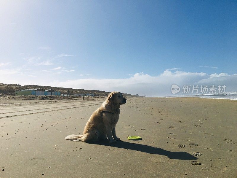 海滩上的金毛寻回犬