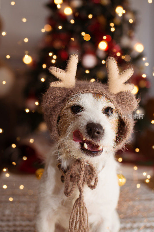 杰克罗素狗在圣诞树灯下庆祝节日，做一个滑稽的脸，伸着舌头，戴着驯鹿帽。