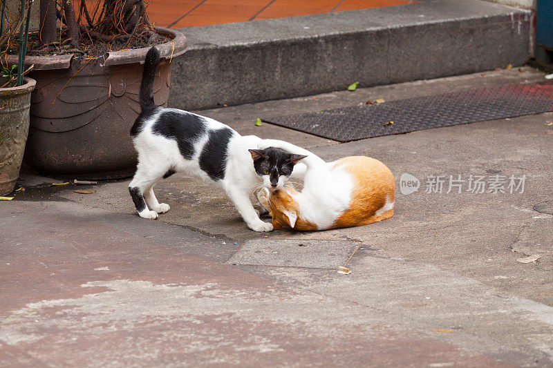 街上的两只猫