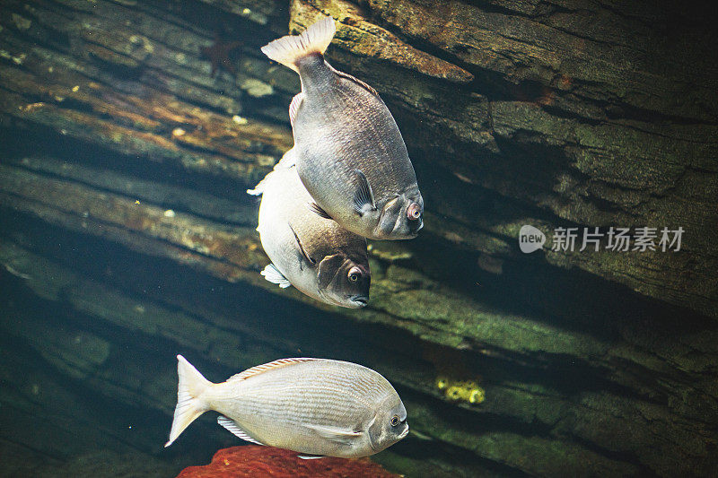 里斯本水族馆里的鱼