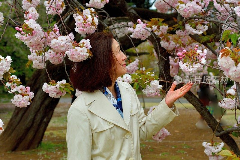 日本女子在东京赏樱花