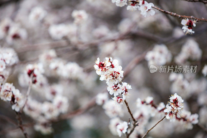 春天的杏树开花了