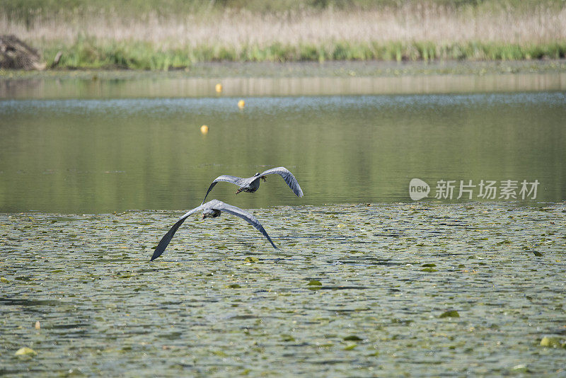 大蓝鹭夫妇飞过一个湖