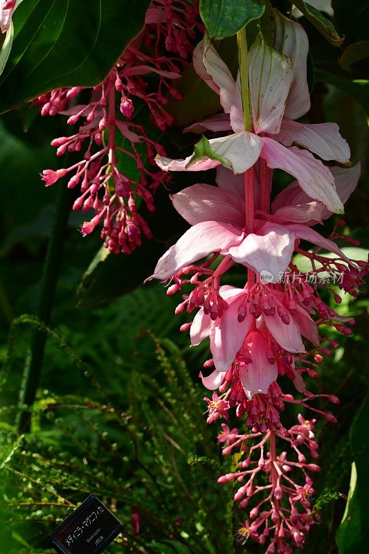 伟大的Medinilla