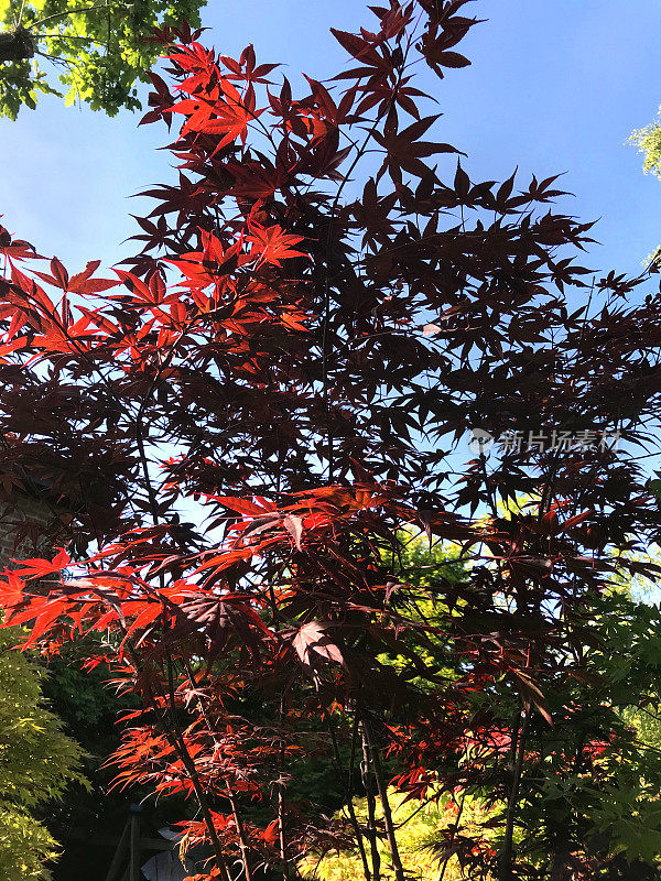 春天的日本枫树的形象，棕榈槭品种，红色的atropurpureum，紫色，黄色和绿色的叶子，样品枫树盆景树与树叶的对比，就像花在日本园林