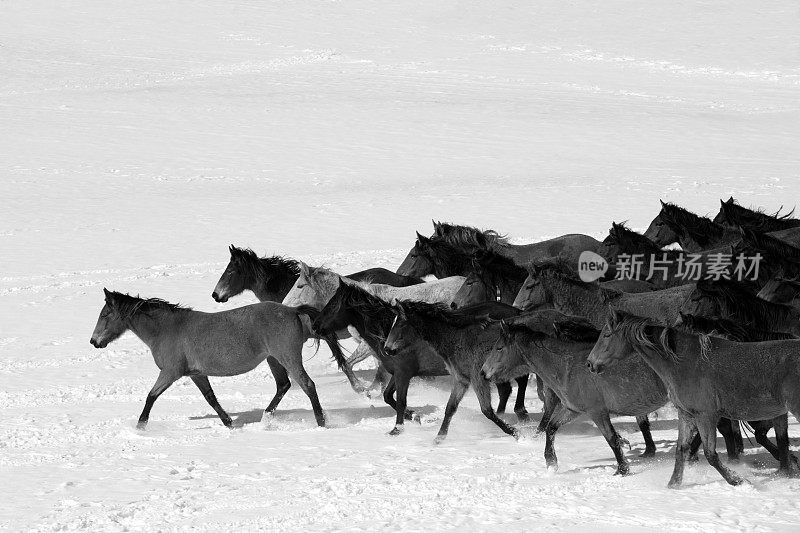 一群马在湖上奔跑