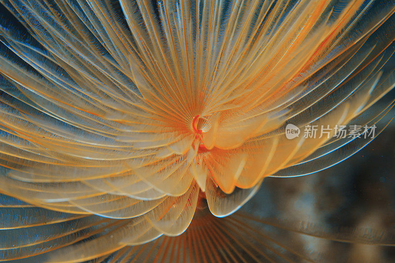 海洋生物螺旋管虫水下美